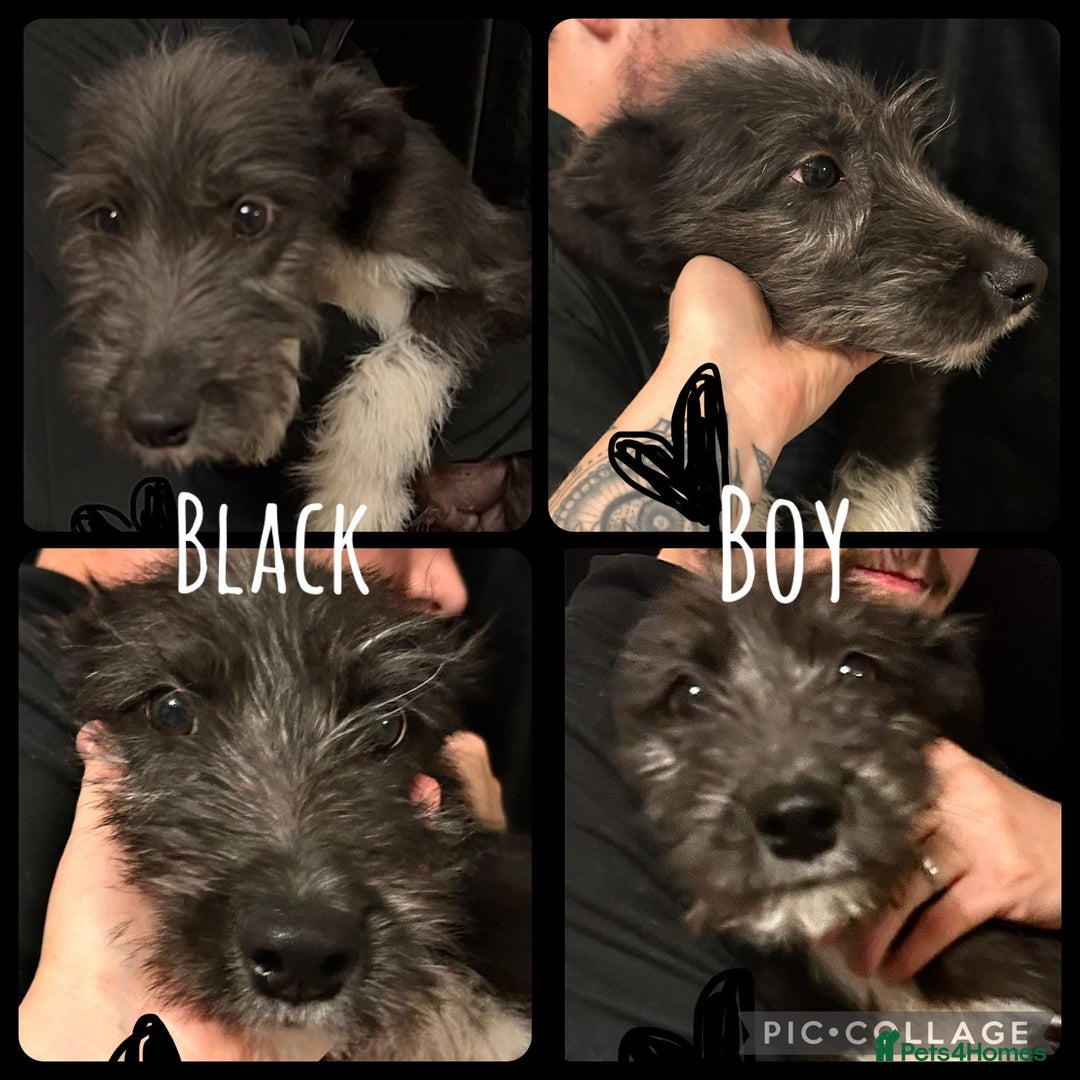 Mixed Breed dogs for sale: Lurcher cross collie  - Image 5