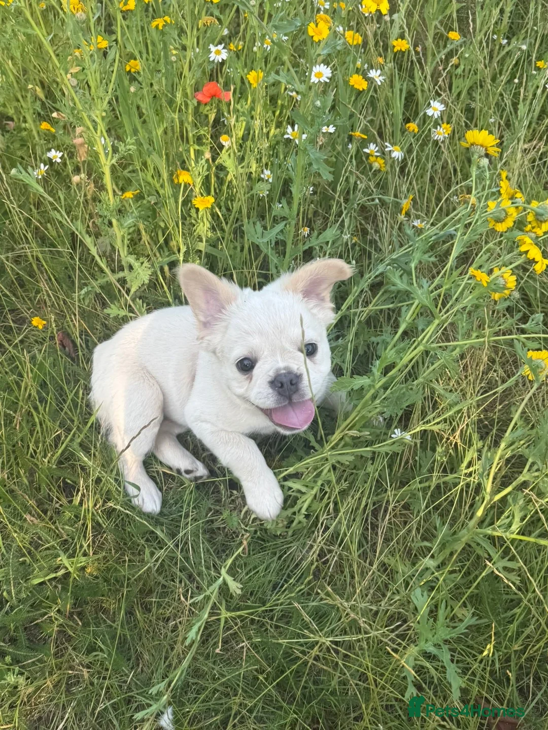 French Bulldog dogs for sale: Fluffy French bulldog  - Advert 8