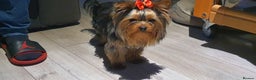 Yorkshire Terrier dogs for stud: KCReg Assured Breeder/Benjamin looking for a date in Southampton - Advert 5