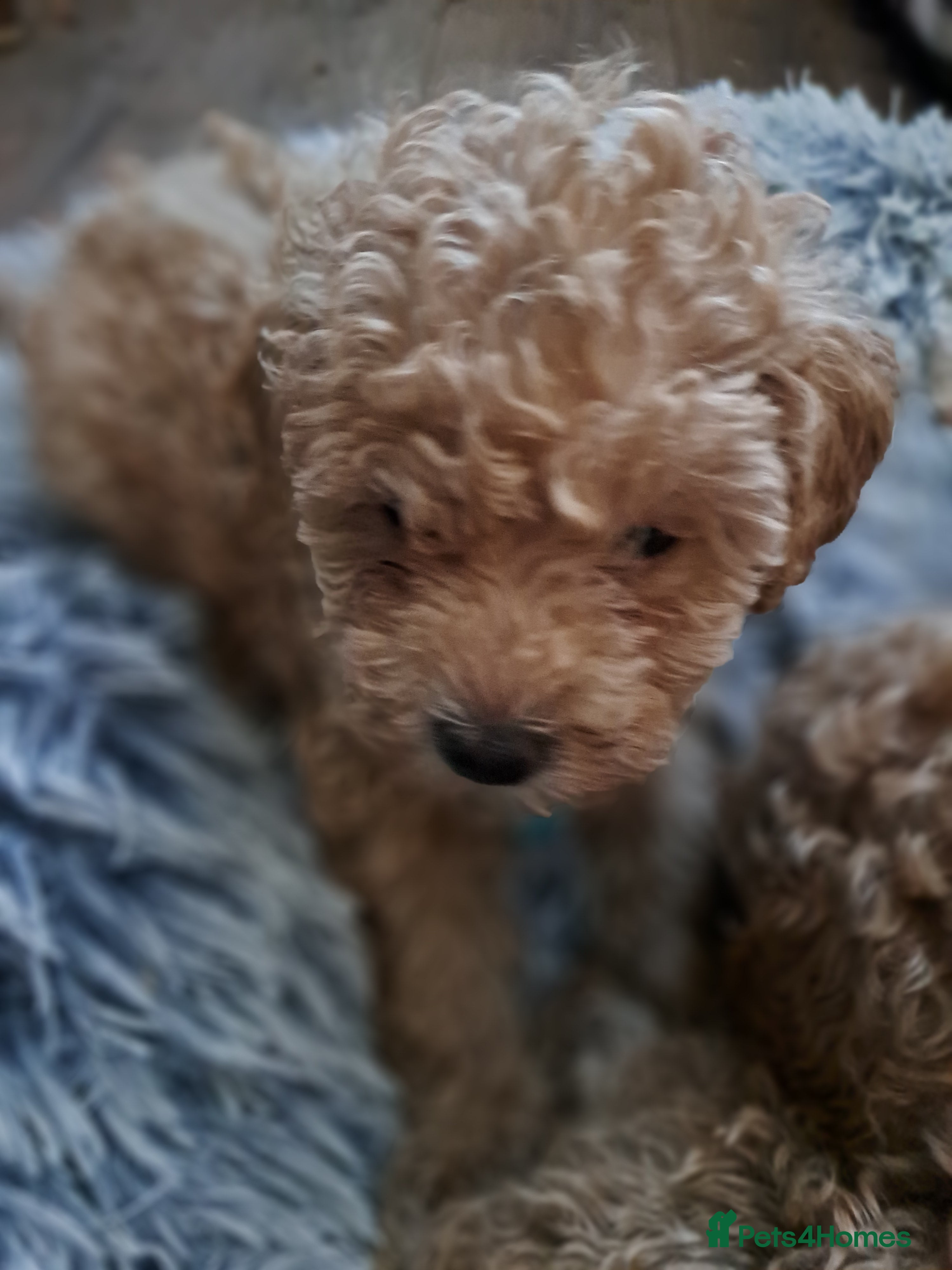 Toy Poodle dogs KC REG MIXED  LITTER TOY POODLES 1500 - Advert 9