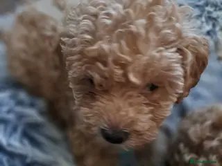 Toy Poodle dogs KC REG MIXED LITTER TOY POODLES 1500 - Advert 9
