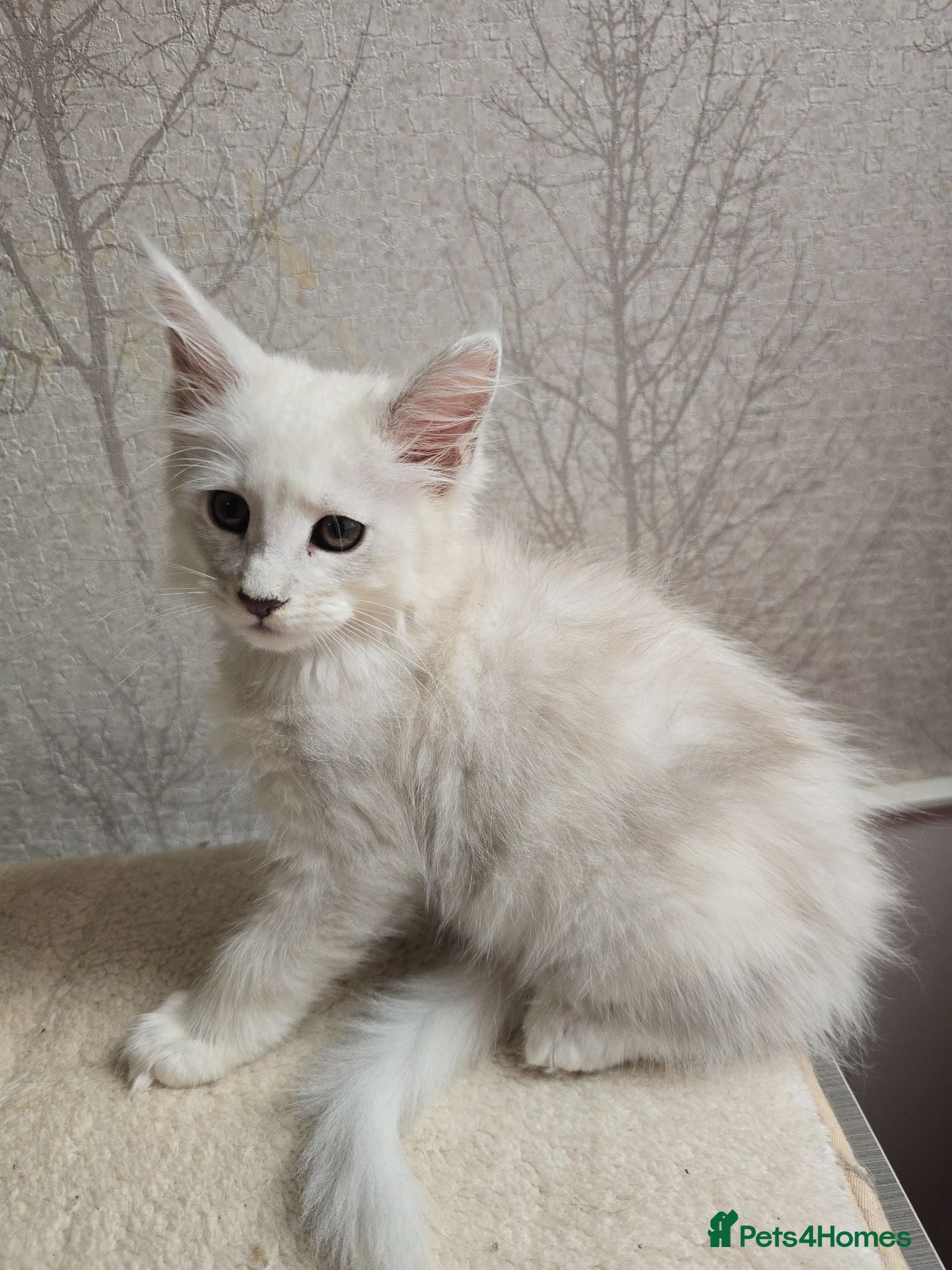Maine Coon cats STUNNING RARE Maine Coons Shaded Shell Silver - Advert 1