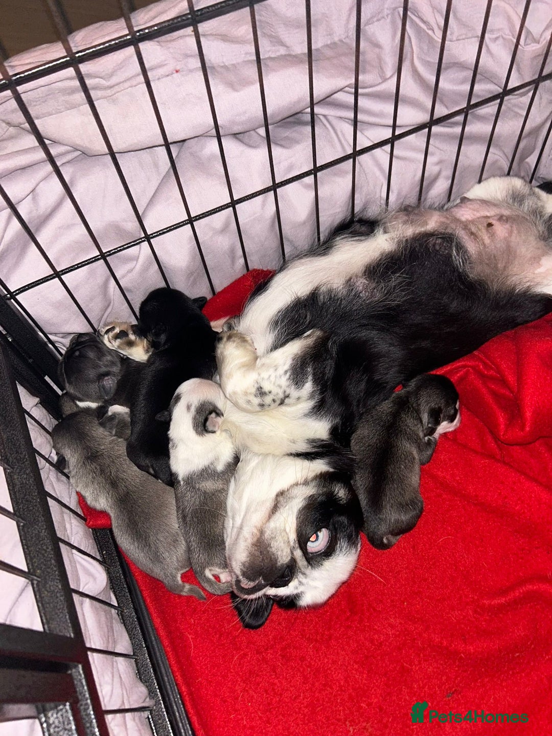 Pug dogs for sale: Puppy pugs! - Advert 2