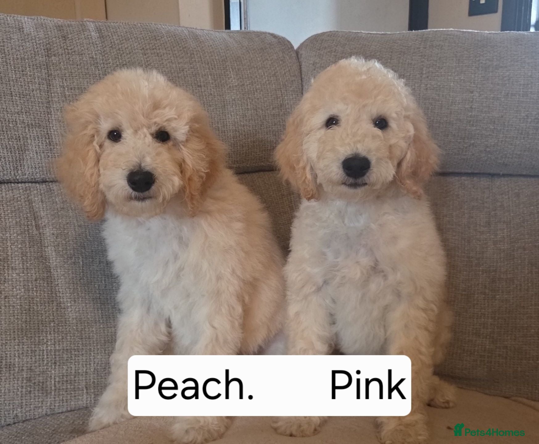 Labradoodle dogs Standard Multigeneration Labradoodle Backcross - Advert 8