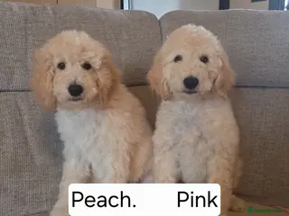 Labradoodle dogs Standard Multigeneration Labradoodle Backcross - Advert 8