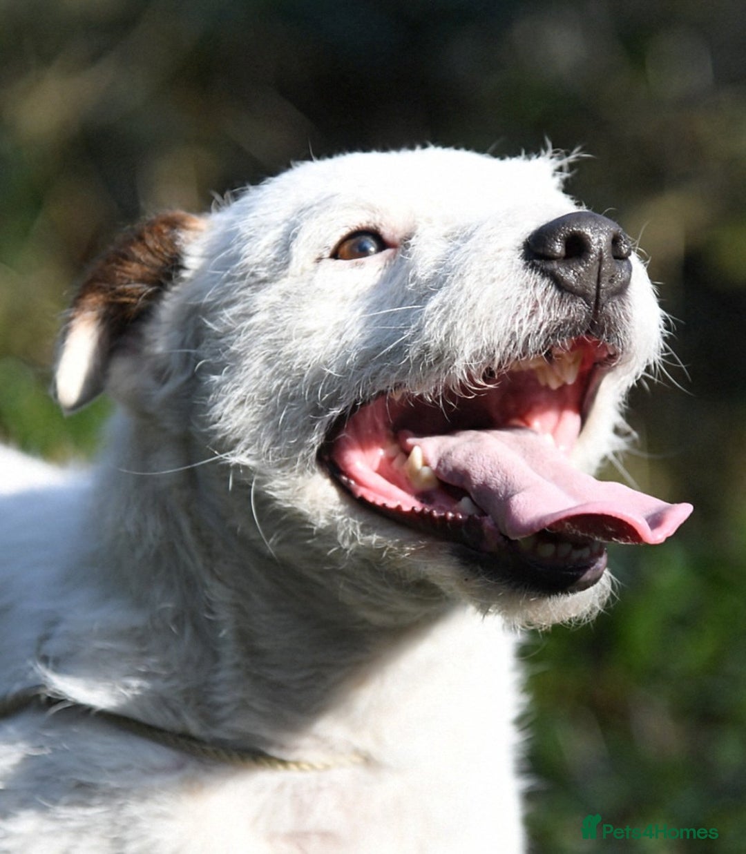 Jack Russell dogs for sale: Tremendous JRT puppies  - Image 6