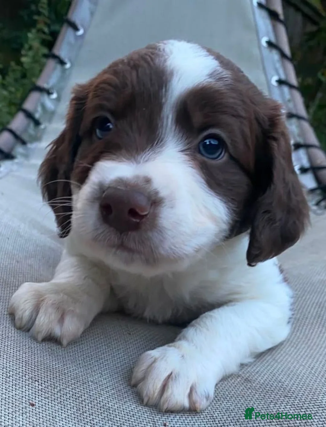 Border Collie dogs for sale: Boarder collie  - Advert 2