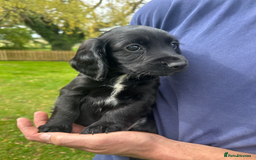 Cocker Spaniel dogs for sale: Cocker Spaniel Puppies - Image 8