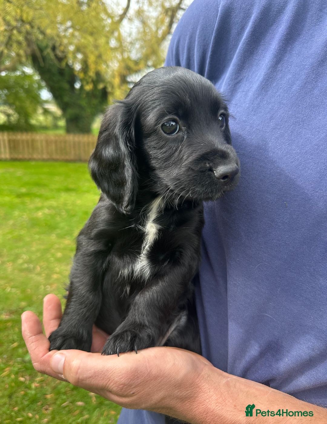 Cocker Spaniel dogs for sale: Cocker Spaniel Puppies - Image 8