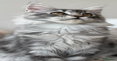 Maine Coon cats - Advert 4