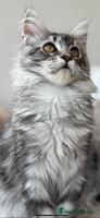 Maine Coon cats - Advert 4