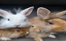 Mixed Breed rabbits for sale: Baby rabbits - Image 1