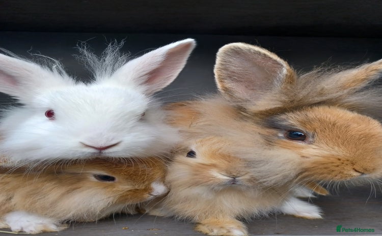 Mixed Breed rabbits - Advert 1