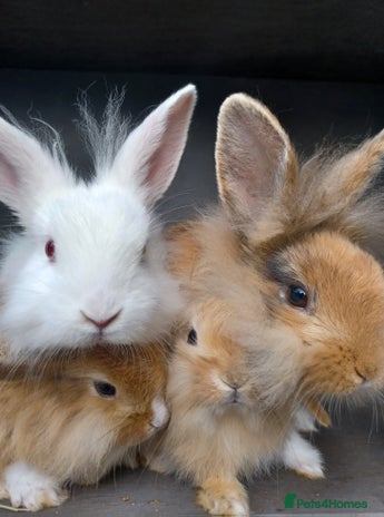 Mixed Breed rabbits - Advert 2