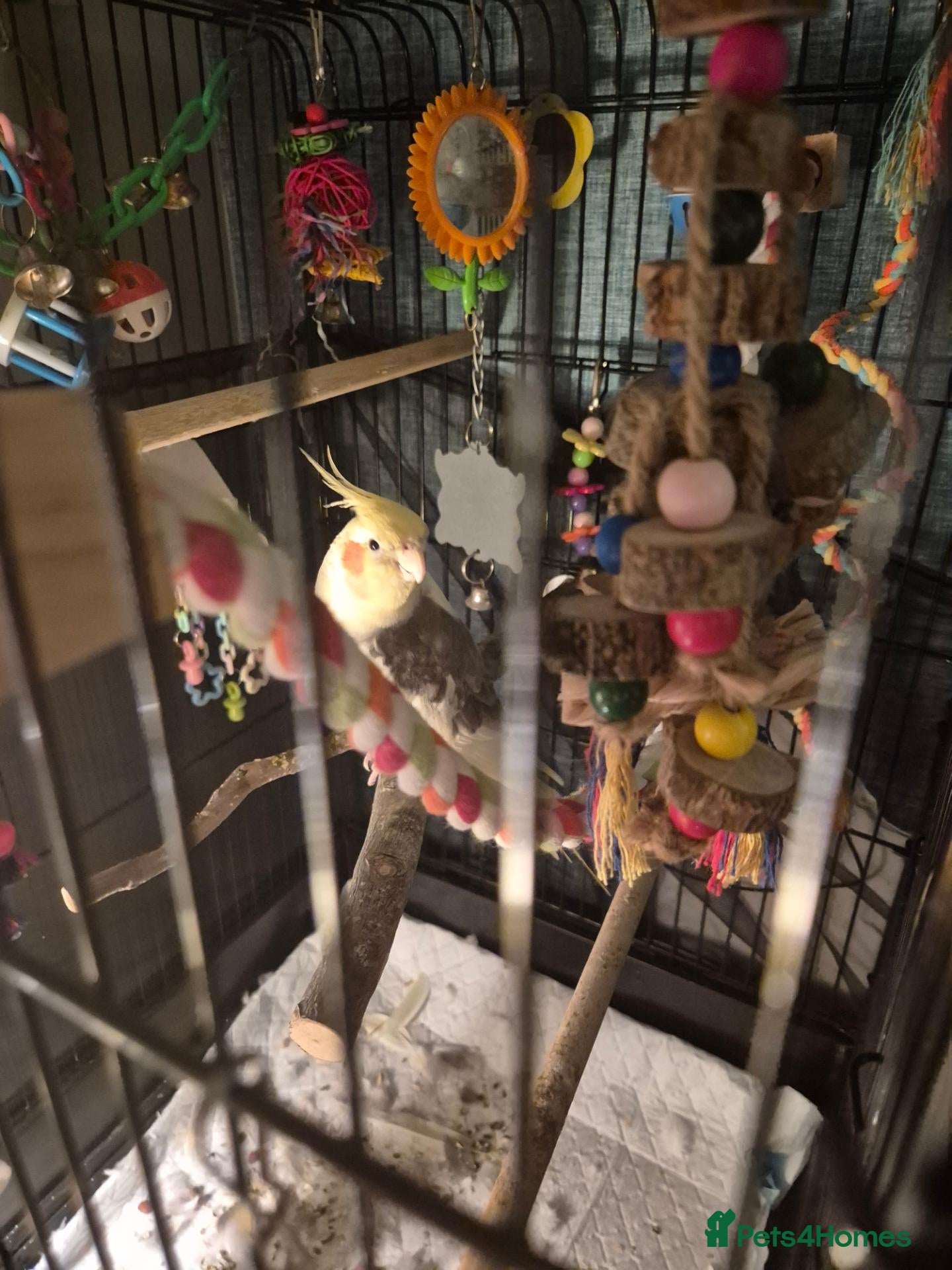 Cockatiels birds Male cockatiel  needs loving  home  - Advert 6