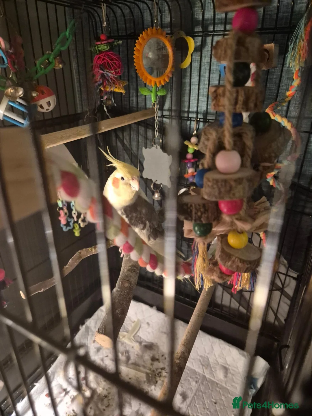 Cockatiels birds for sale: Male cockatiel  needs loving  home  - Advert 1