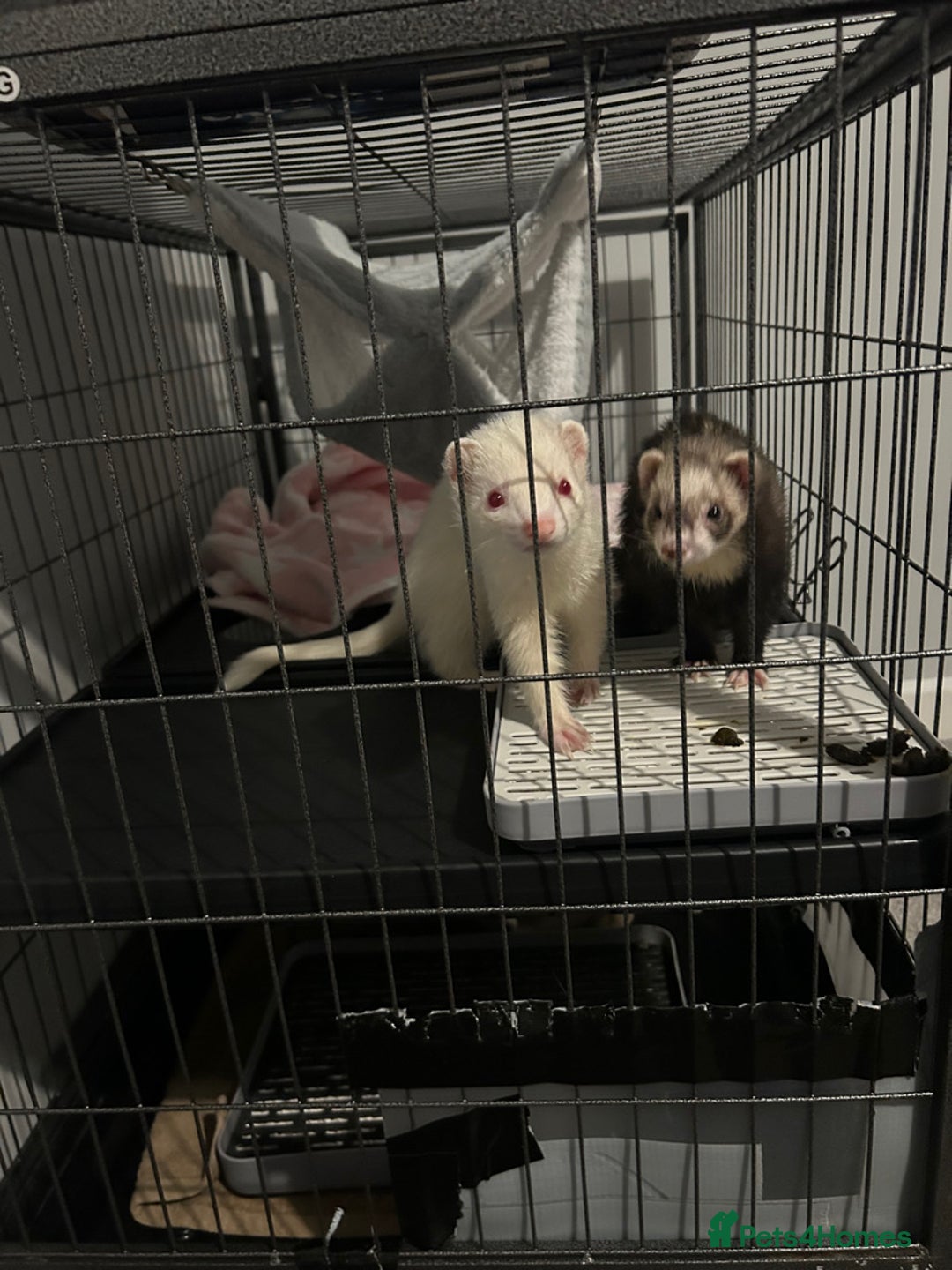 Ferret rodents for sale: X2 loving Ferrets  - Advert 4