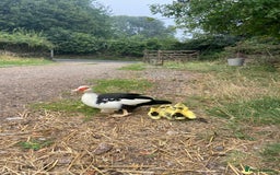 Ducks poultry for sale: Muscovy duck with 8 ducklings  - Image 6