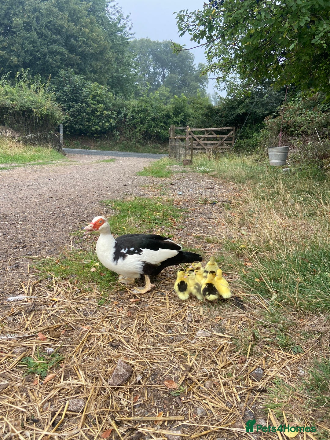 Ducks poultry for sale: Muscovy duck with 8 ducklings  - Image 6