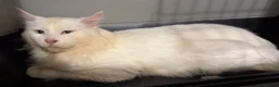 Maine Coon cats for sale: Maincoon Kittens ready to find new home  - Advert 36