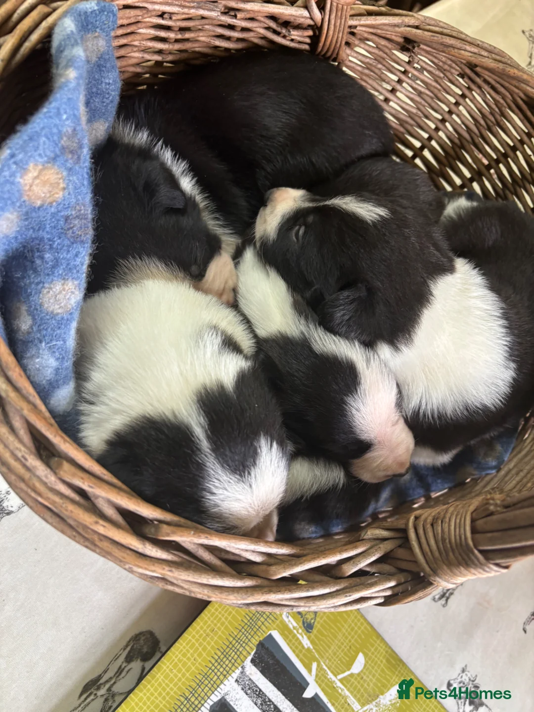 Border Collie dogs for sale: Collie puppies  - Advert 7