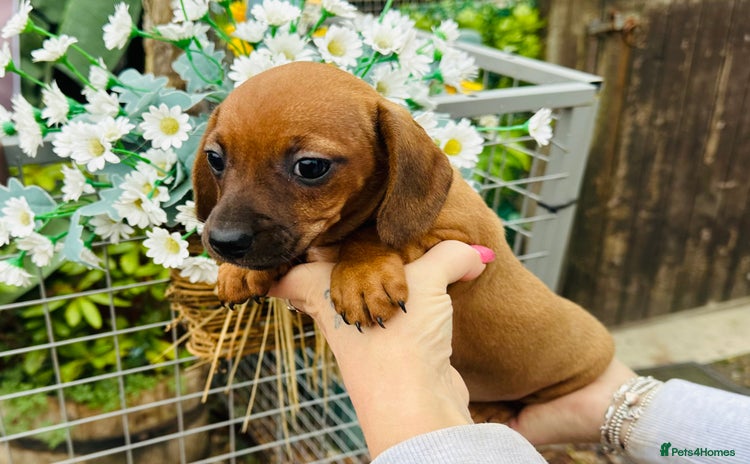 Mixed Breed dogs - Advert 1