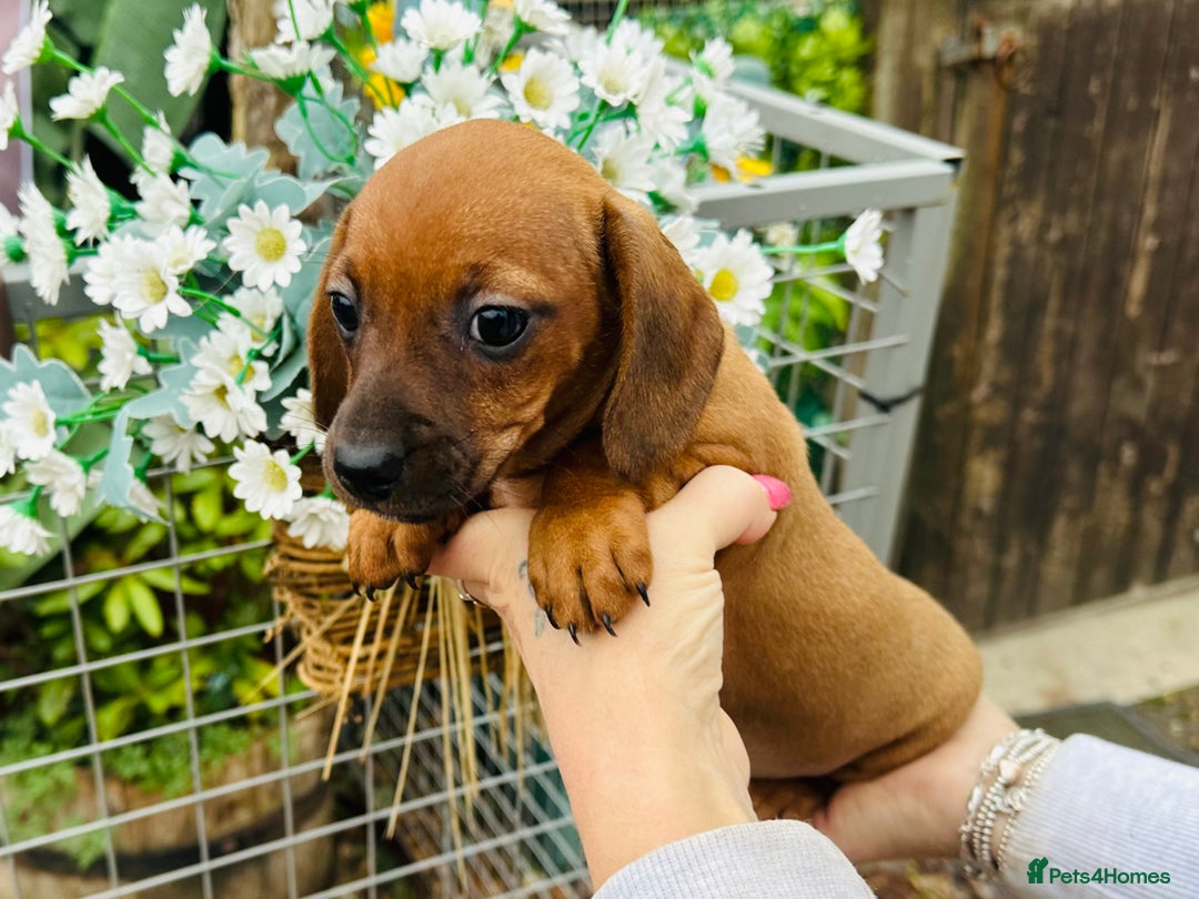 Mixed Breed dogs for sale: Sisters  - Image 1