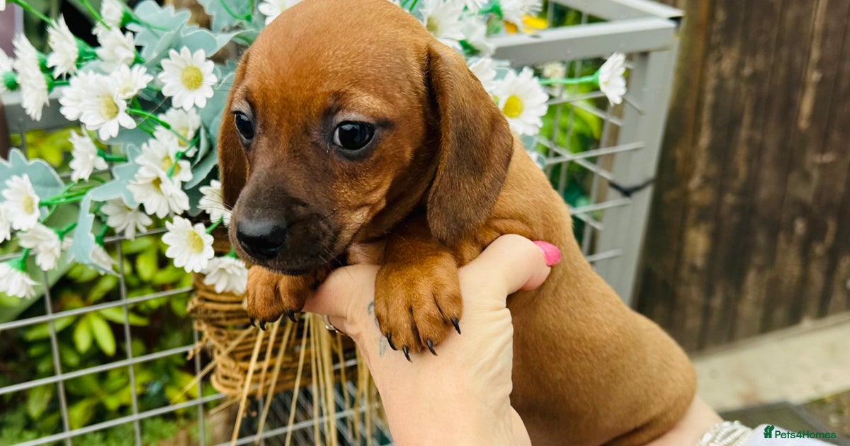 Sisters for sale in Oswestry Pets4Homes