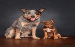 Australian Kelpie dogs for sale: Exceptional Male & Female Australian Kelpie - Image 5