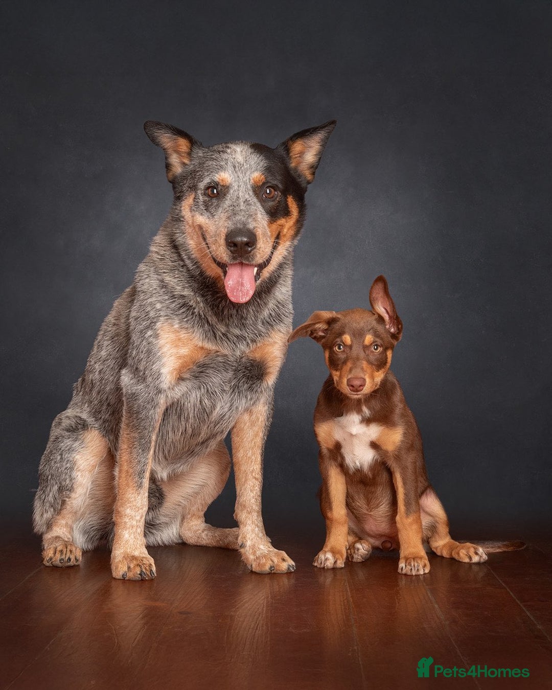 Australian Kelpie dogs for sale: Exceptional Male & Female Australian Kelpie - Image 5