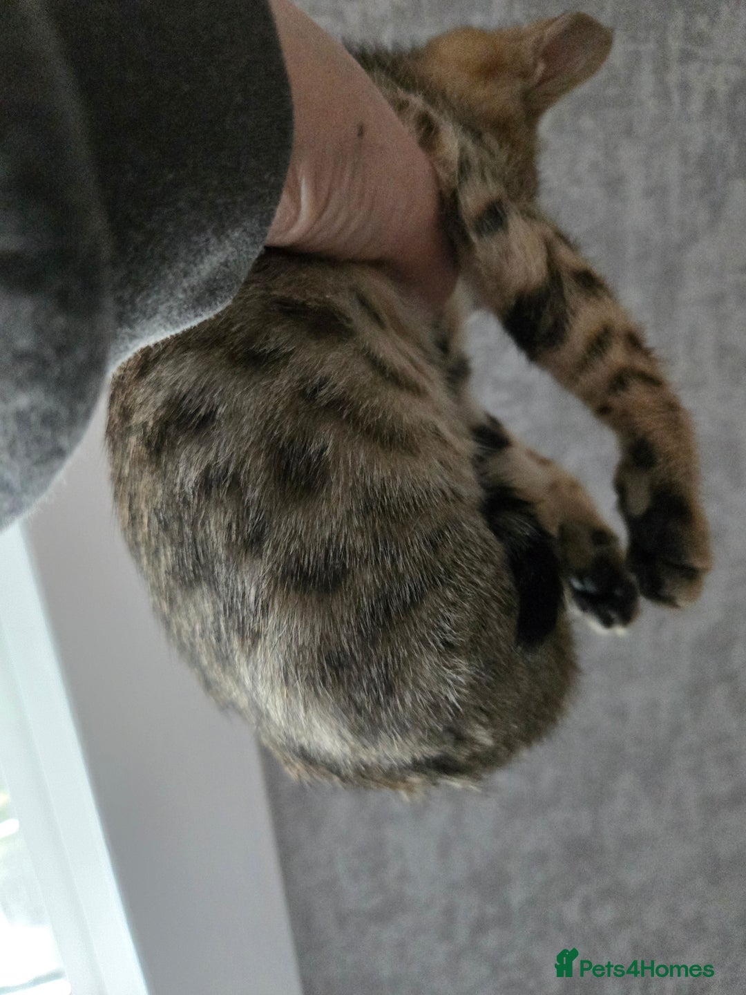 Bengal cats for sale: Two stunning little girls absolutely stunning!!!  - Advert 11