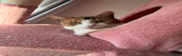 British Shorthair cats for sale:  1 year Lovely calico cat looking for a new home!! - Advert 2