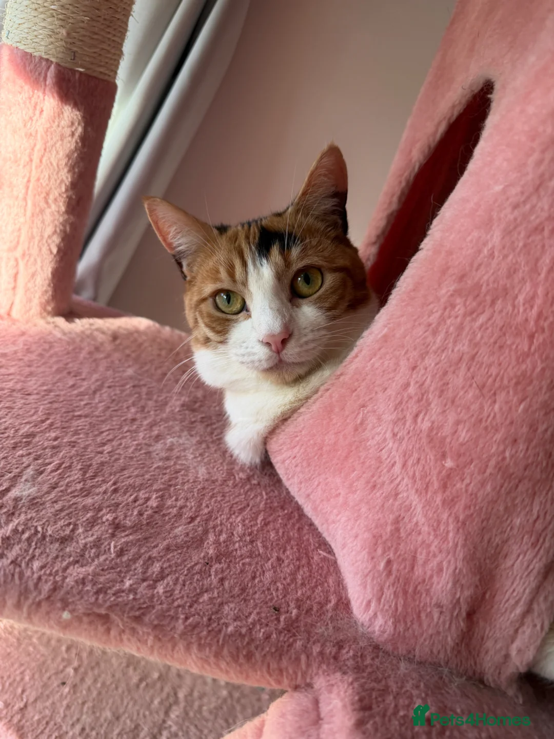 British Shorthair cats for sale:  1 year Lovely calico cat looking for a new home!! - Advert 2