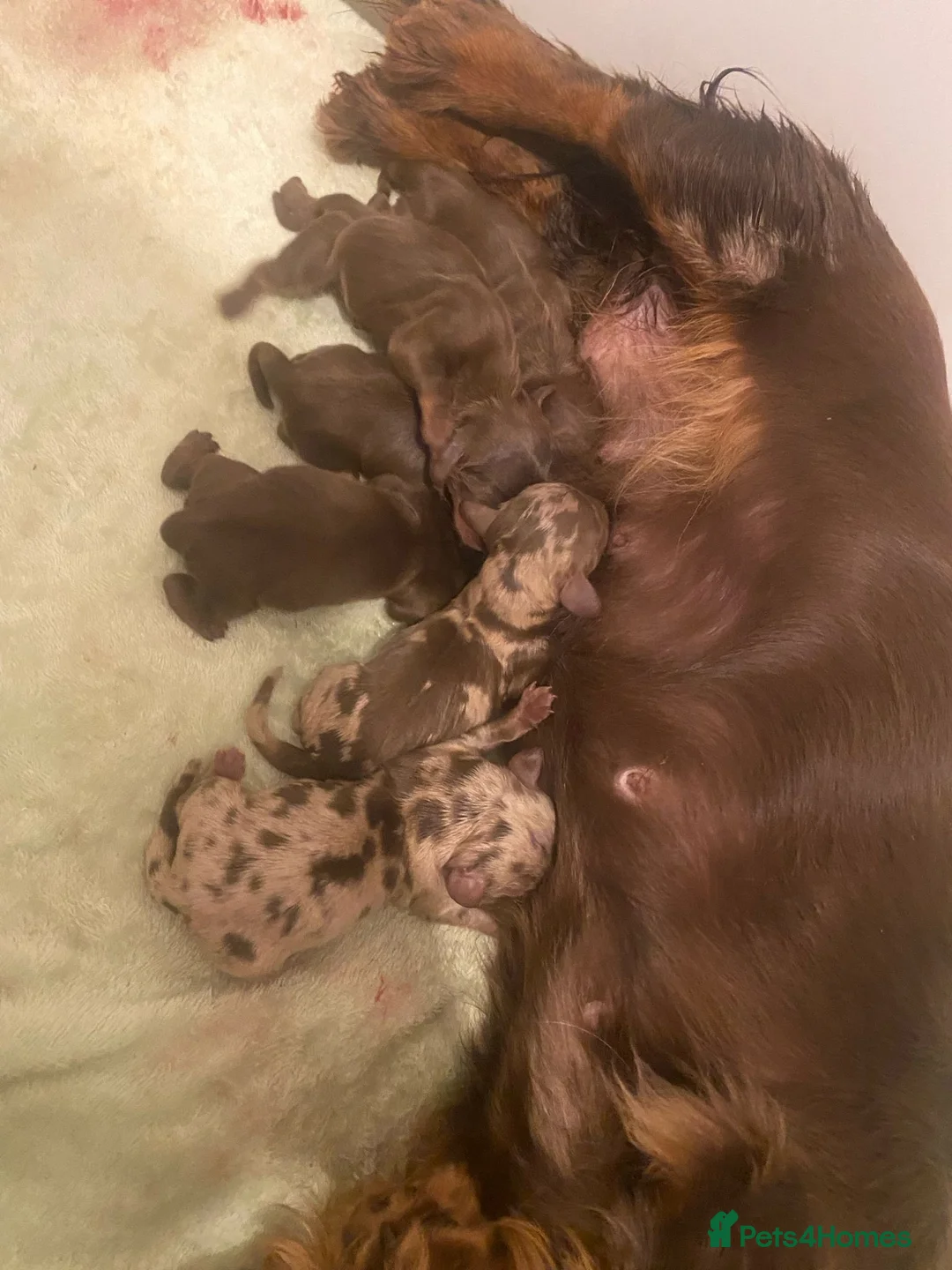 Miniature Dachshund dogs for stud: STUNNING MINIATURE DACHSHUND AVAILABLE AT STUD  in Grays - Advert 11