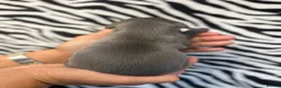 Italian Greyhound dogs for sale: Italian Greyhound Puppies 🐾 in Holywell - Advert 3