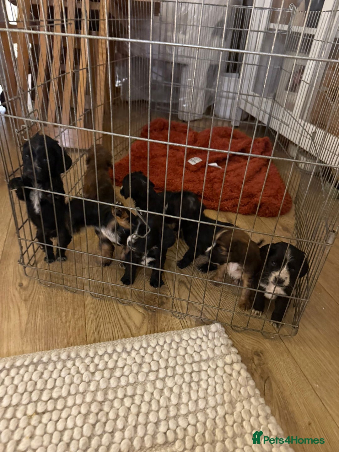 Cockapoo dogs for sale: Cockapoo puppies for sale ready to go - Advert 3