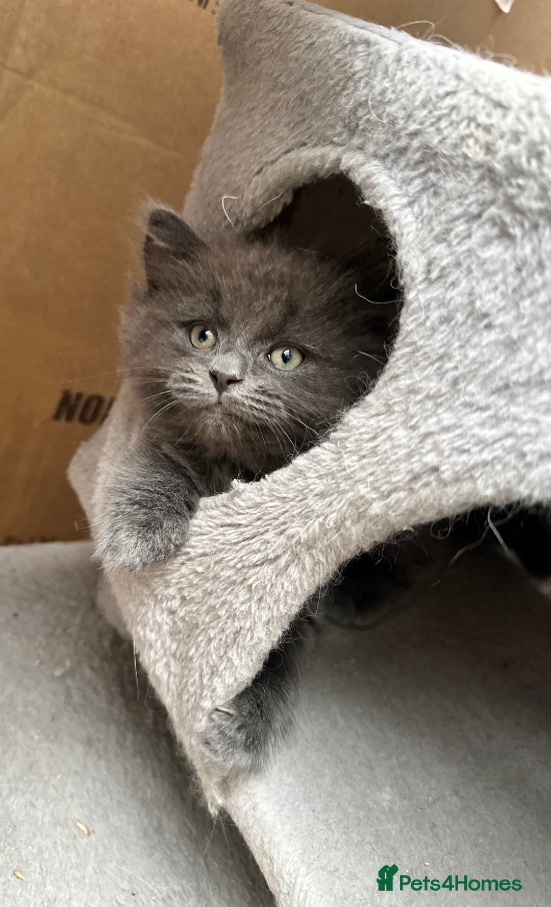 Norwegian Forest Cat cats for sale: 7 Exceptionally beautiful Norwegian Forest kittens - Advert 20