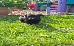 Labrador Retriever dogs for sale: Labrador puppies  - Image 11