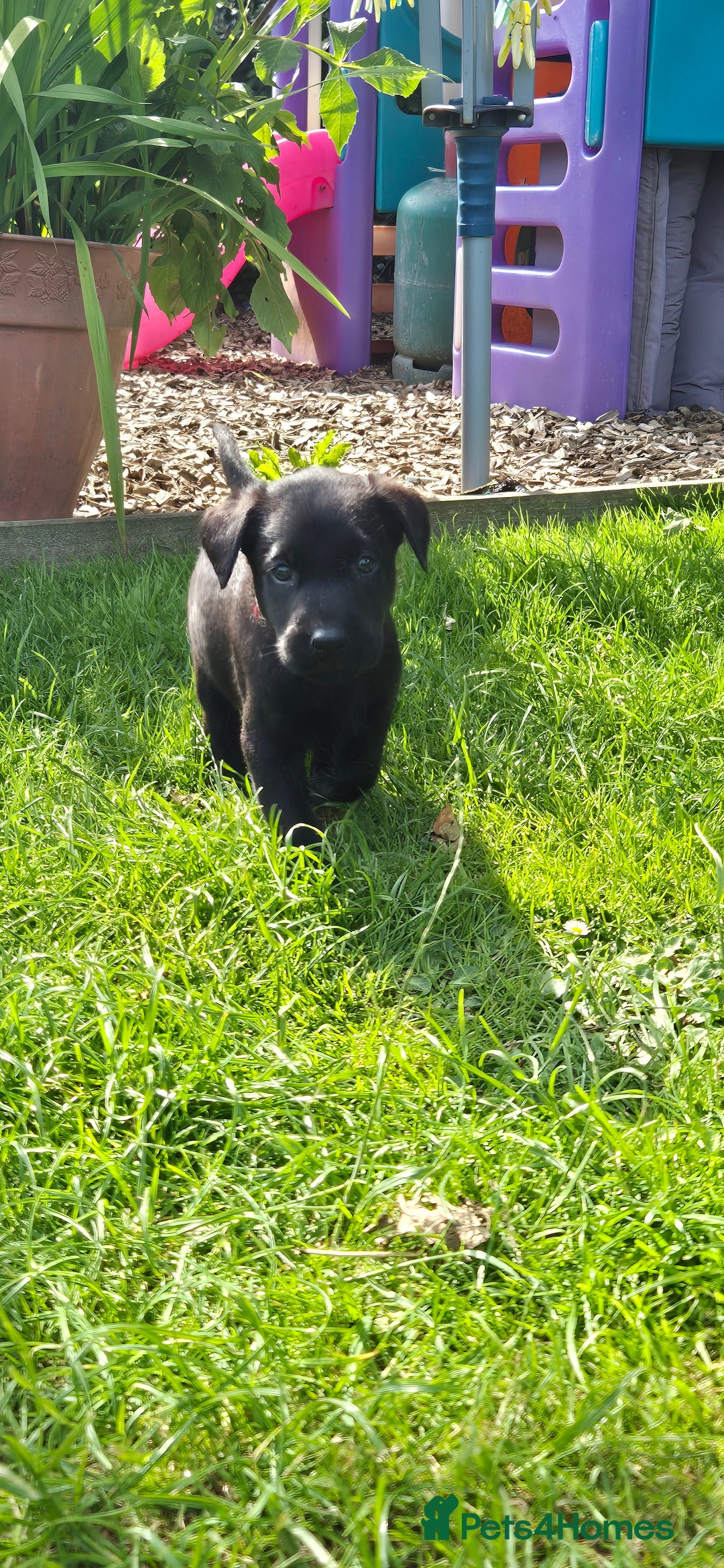 Labrador Retriever dogs for sale: Labrador puppies  - Image 11