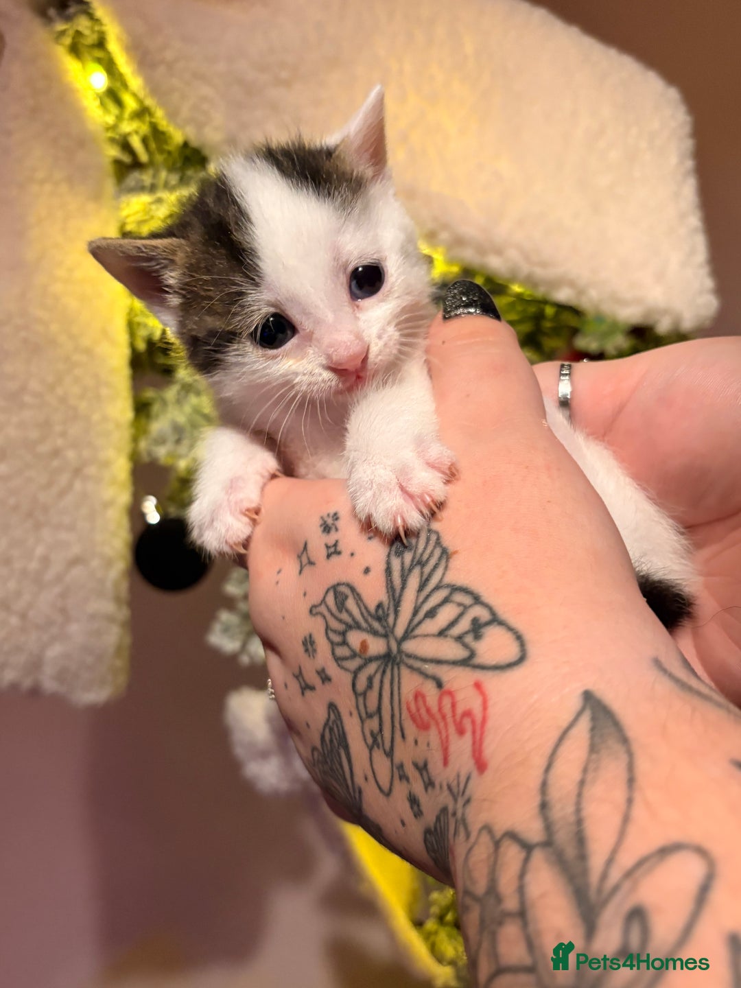 Mixed Breed cats for sale: 1 Female and 1 Male - Advert 11