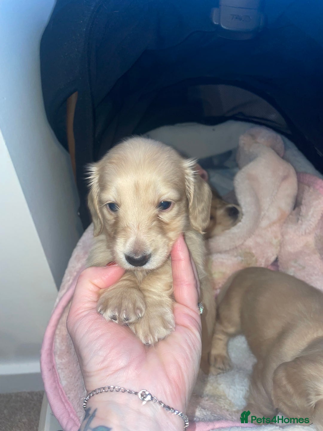 Miniature Dachshund dogs for sale: English cream longhair miniature daschound  - Advert 17