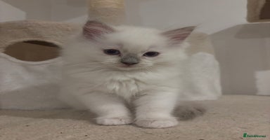 Ragdoll cats - Advert 15