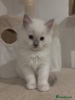 Ragdoll cats - Advert 15