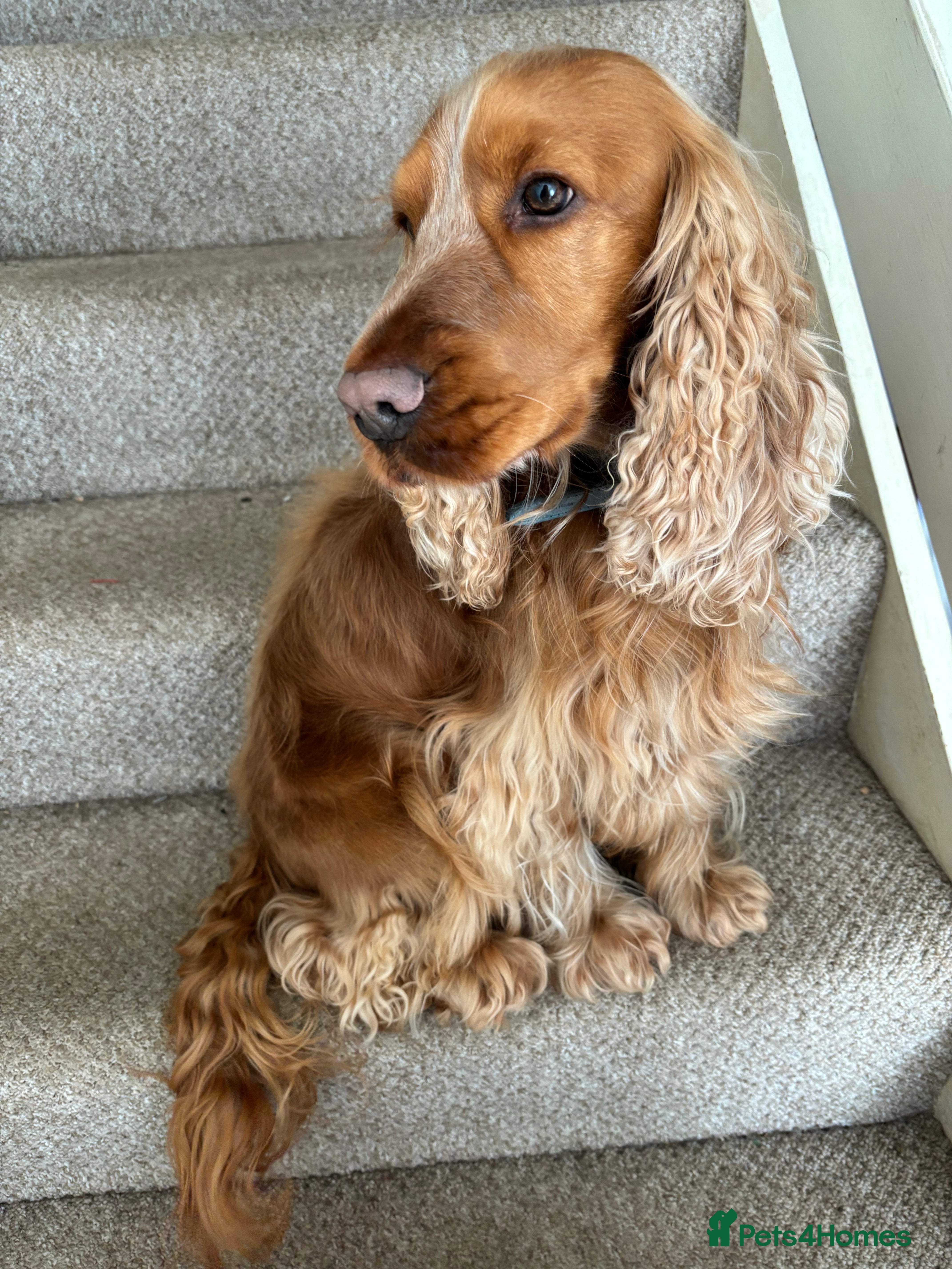 Cocker Spaniel dogs Show Cocker Spaniel - Advert 1