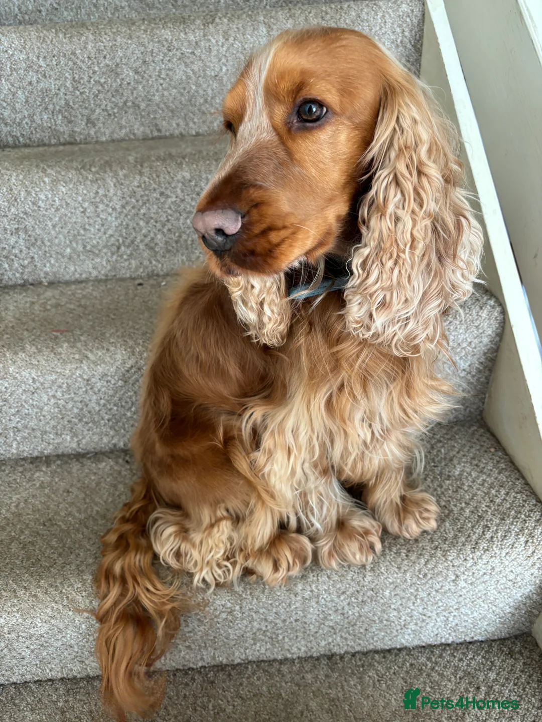 Cocker Spaniel dogs for sale: Show Cocker Spaniel - Advert 1