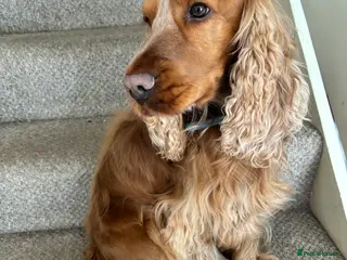 Cocker Spaniel dogs Show Cocker Spaniel - Advert 1