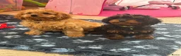 Cavapoo dogs for sale: F1 Cavapoo Puppies in Denbigh - Advert 3
