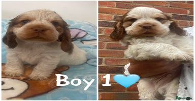 Cocker Spaniel dogs - Advert 5