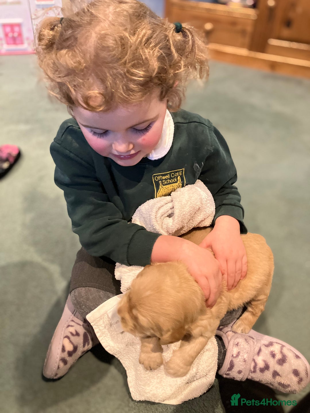 Golden Retriever dogs for sale: KC Registered Golden Retriever Male Ready  24/12 - Advert 9