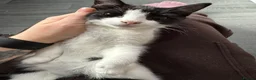 Mixed Breed cats for sale: Male and Female Kittens - Advert 9